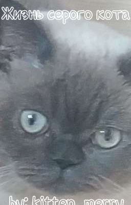 Жизнь серого кота