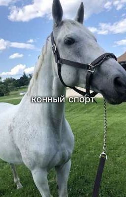 конный спорт