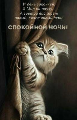 Котики ебуться