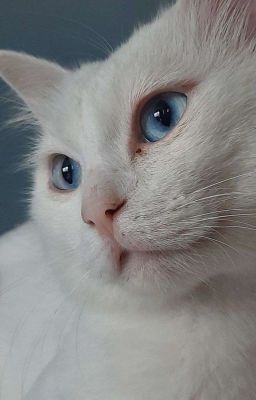 Школьная любовь