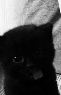 Котик[Заморожен]