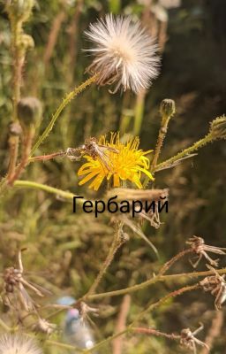 Гербарий